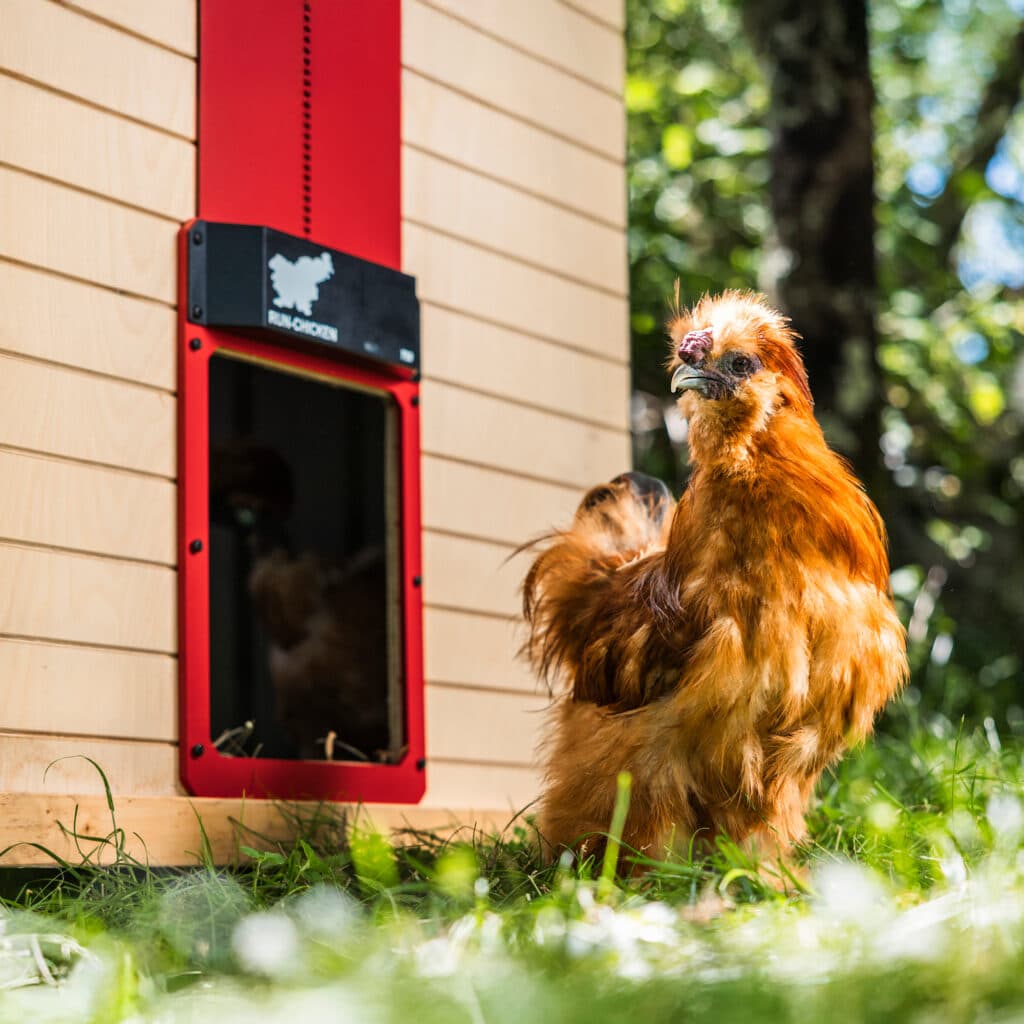 RUN-CHICKEN door installed on a coop beside a chicken
